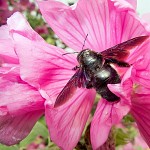Maya l'abeille. מוצצת ועפה